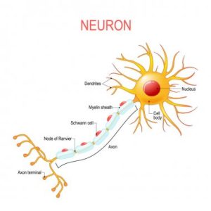 Source Of Nutrition For Vertebrate Neurons