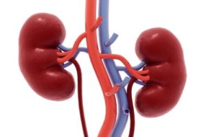 Does Intense Exercise And Heavy Lifting Strain Kidneys