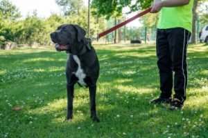 How Much Exercise Does A Cane Corso Need