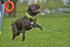 How Much Exercise Does A Cane Corso Need