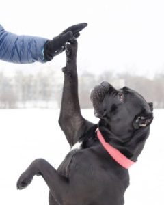 How Much Exercise Does A Cane Corso Need