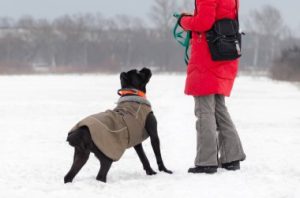 How Much Exercise Does A Cane Corso Need