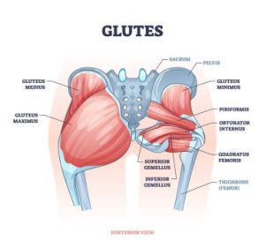 Best Squat Exercises For Glutes